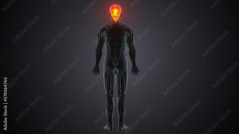 3d illustartion of human body skull bone anatomy 3d illustartion of human body skull bone anatomy
