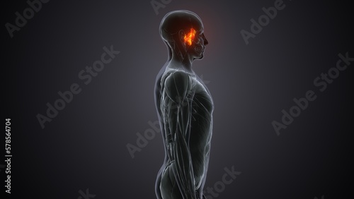 3d render human sphenoid bone anatomy