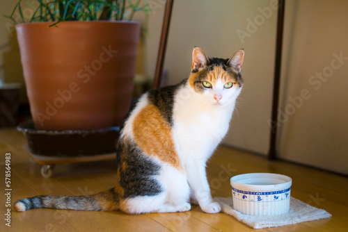 Photos 水飲みに来た三毛猫