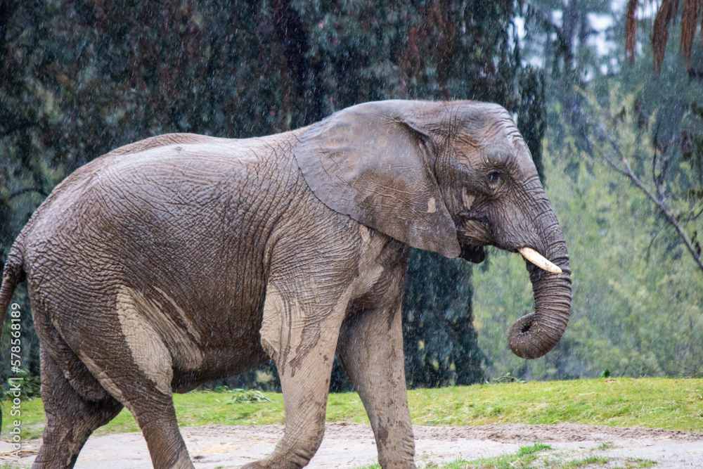African elephant walking in the rain