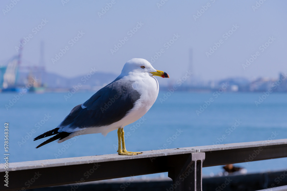 Fototapeta premium 대한민국 인천 영종도에 있는 갈매기