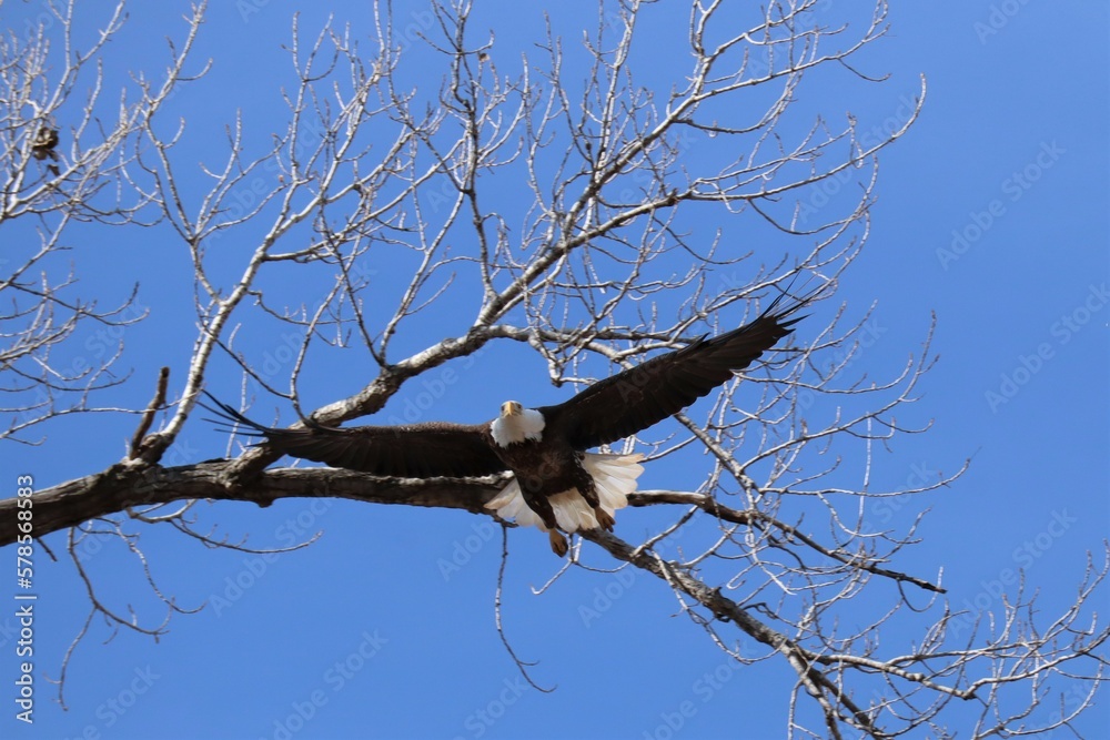 bald eagle in flight by tree branches bald eagle in flight by tree branches