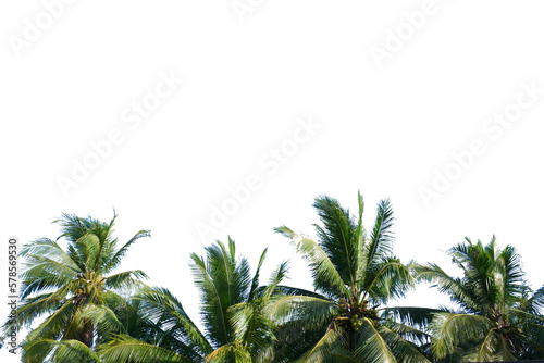 palm tree in the wind. coconut tree for summer decoration on transparent background
