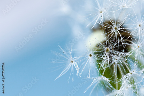 An abstract light background with a macro dandelion on a blue sky with space for a copy. Beautiful postcard with a close-up flower, dew drops on white stems. Light photo with blurry blue background