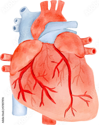 heart human organ watercolor png