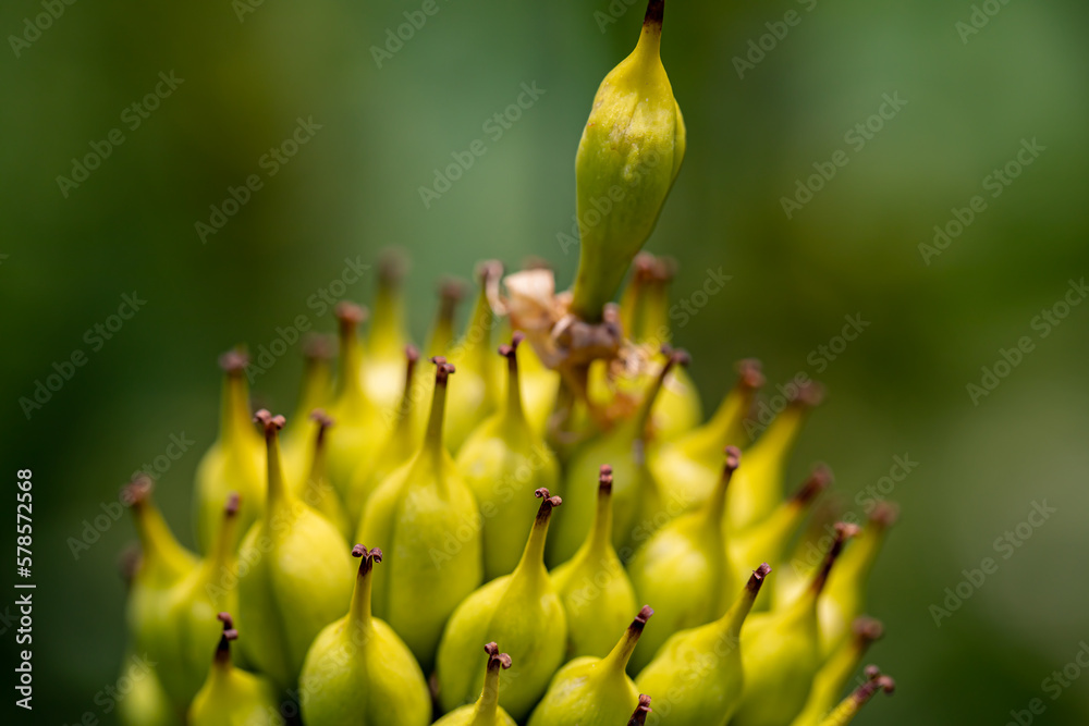 Obraz premium Gentiana lutea growing in mountains 