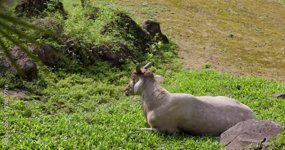 Addax in the zoo park