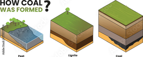 Illustration of how was the coal formed diagram