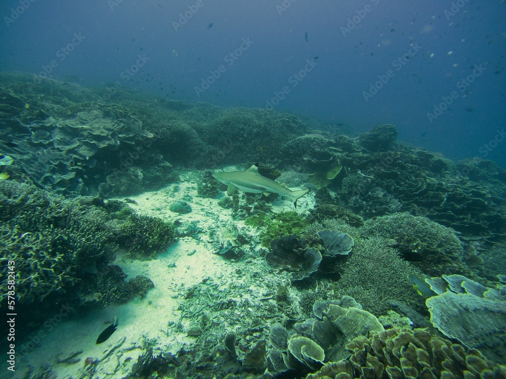 Obraz premium Full body shot of a whitetip reef shark swimming close to the seabed surrounded by coral reef.