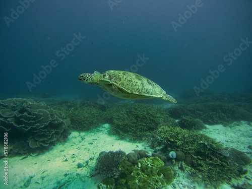 Full body shot of a turtle underwater swimming close to the seabed surrounded by coral reef.