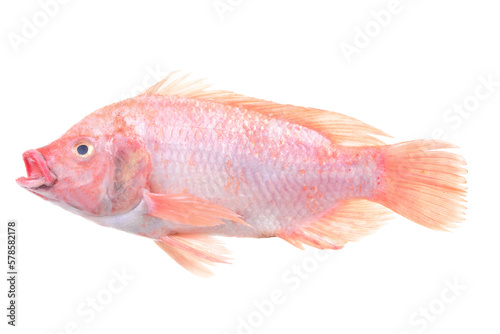 Fish tilapia isolated on white