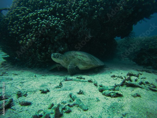 Full body shot of a turtle from the side underwater on the seabed.