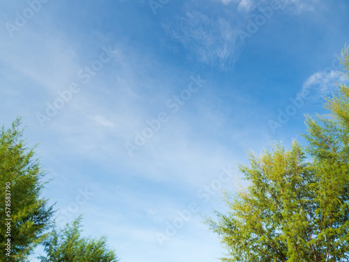 The tops of green large trees against the blue sky. Green treetops and beautiful cloudy blue sky. Forest landscape view from above to sky.