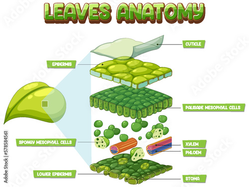Internal structure of leaf diagram