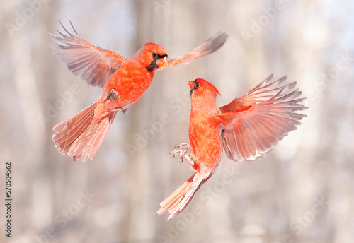 Northern Cardinal flying and fight, Quebec, Canada