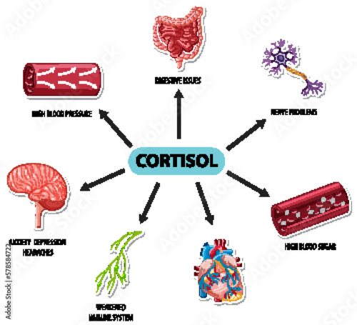 Cortisol hormone with common symptoms diagram