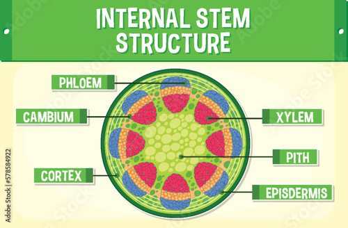 Internal structure of stem diagram photo