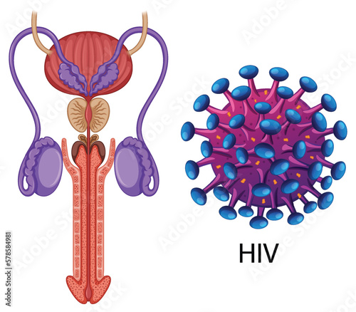 Inside the male reproductive system