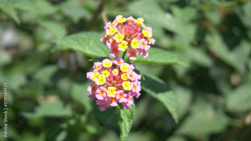 Flower in the garden. Perfect for background, documentary, blur, education, presentations, learning videos, biology videos, cinematic videos, etc. Flower in the garden. Perfect for background, documentary, blur, education, presentations, learning videos, biology videos, cinematic videos, etc.