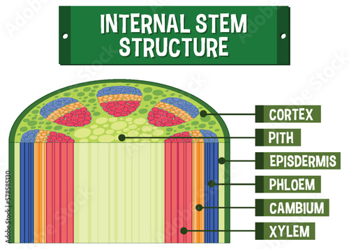 Internal structure of stem diagram