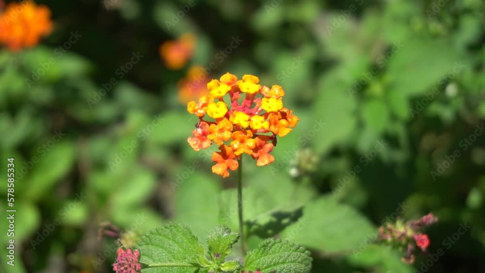Orange Lantana flower video. Perfect for background, documentary, youtube, blur, education, presentations, learning videos, biology videos, cinematic videos, etc. Orange Lantana flower video. Perfect for background, documentary, youtube, blur, education, presentations, learning videos, biology videos, cinematic videos, etc.