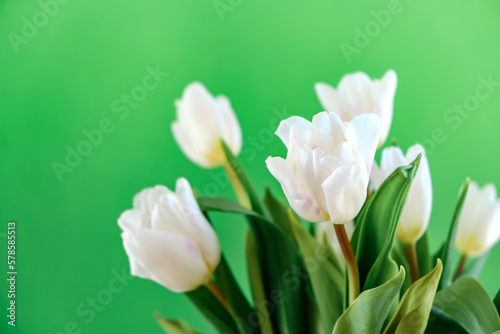 White tulip flowers isolated on chroma key background close-up. Side view of beautiful bouquet. Valentines day  Mothers day  Womens day. Place for text. Mockup design. Gift certificate. Greeting card
