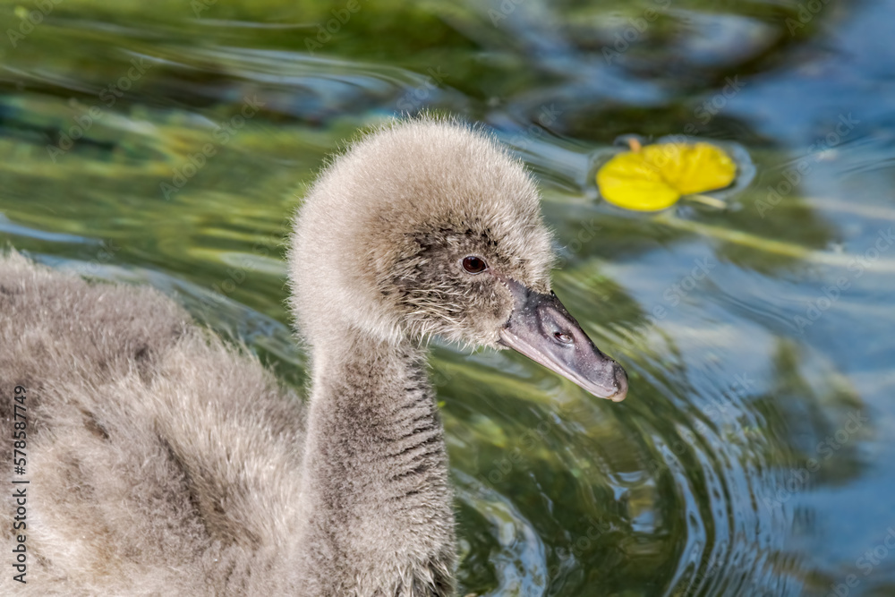 Black Swan (Cygnus atratus) cygnet in park Black Swan (Cygnus atratus) cygnet in park