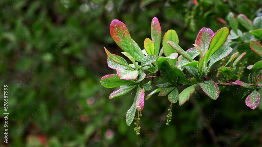 The plant branch in raindrops. Shrub with green and red leaves of barberry bush. Close-up. Nature background. After rain weather. Springtime. Easy movement from the wind. Garden details. Freshness. The plant branch in raindrops. Shrub with green and red leaves of barberry bush. Close-up. Nature background. After rain weather. Springtime. Easy movement from the wind. Garden details. Freshness.