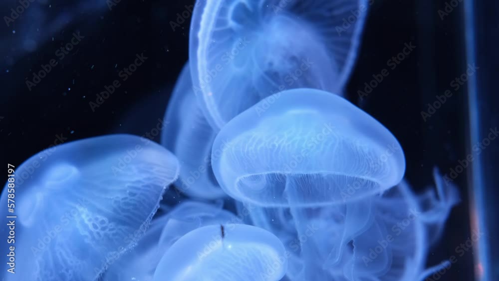 Brilliant bright fluorescent jellyfish glow underwater, in different colors, floating in an aquarium, dark neon dynamic pulsating ultraviolet blurred background. Brilliant bright fluorescent jellyfish glow underwater, in different colors, floating in an aquarium, dark neon dynamic pulsating ultraviolet blurred background.