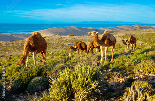 Dromedary camel in Morocco on the coast © M.studio