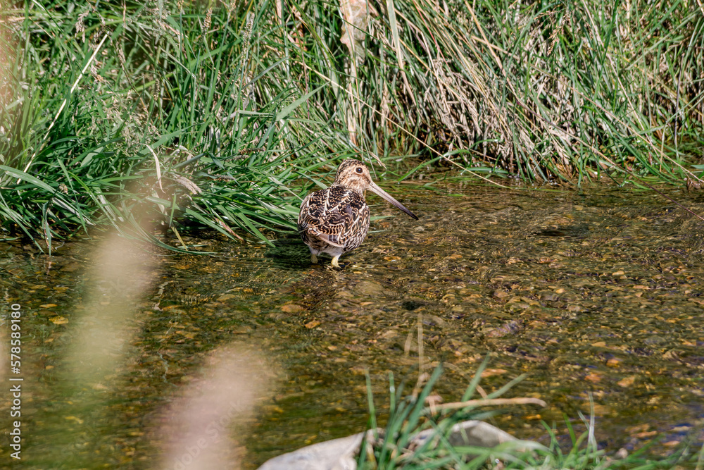 South American Snipe (Gallinago paraguaiae) in Ushuaia area, Land of Fire (Tierra del Fuego), Argentina