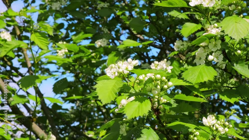 Blooming hawthorn bush branches with white flowers. Spring. Flowering plant in sunlight close-up. Springtime season concept. Gardening. Garden care. May sunny weather. Green healthy plant. An orchard.