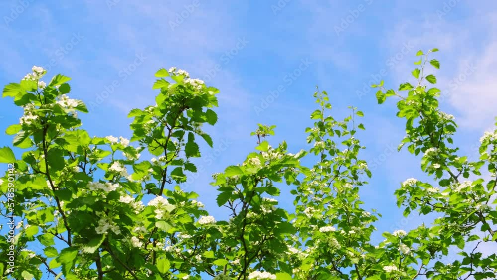 Blooming hawthorn bush branches with white flowers on blue sky background. Flowering plant in sunlight close-up. Springtime season concept. Garden care. Sunny weather. Green healthy plant. An orchard. Blooming hawthorn bush branches with white flowers on blue sky background. Flowering plant in sunlight close-up. Springtime season concept. Garden care. Sunny weather. Green healthy plant. An orchard.