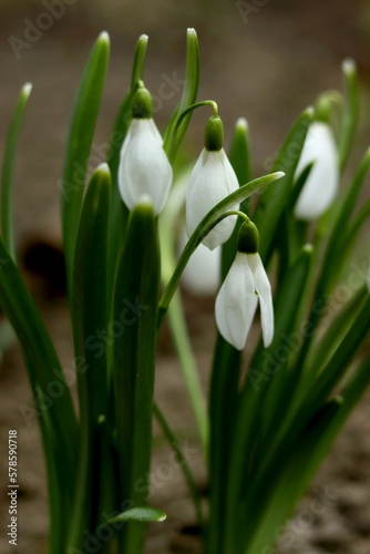 Snowdrops in the forest with beautiful soft light marking the coming of spring