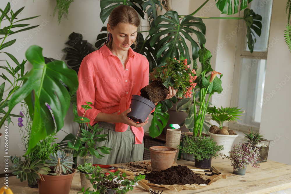 Woman gardener potting new plant and Repotting pot for House plant .Plants care concept Woman gardener potting new plant and Repotting pot for House plant .Plants care concept