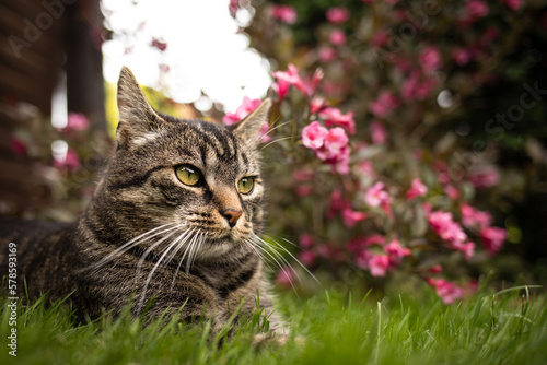 European tabby shorthair cat lies on grass near bush with red flowers and looks to the right. In the summery garden with a weigela plant