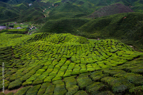 Cameron Highlands Tea Farms © Kamil Graphic
