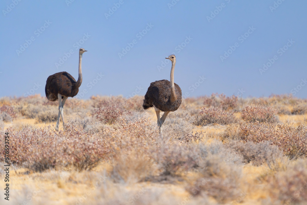 Naklejka premium Ostrich bird. wildlife animal in forest field in safari conservative national park in Namibia, South Africa. Natural landscape background.