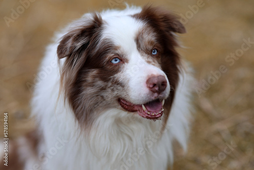 Adorable brown and white merle Bordercollie male dog with striking sky blue eyes, is standing on a wooden bench and looking at the camera.