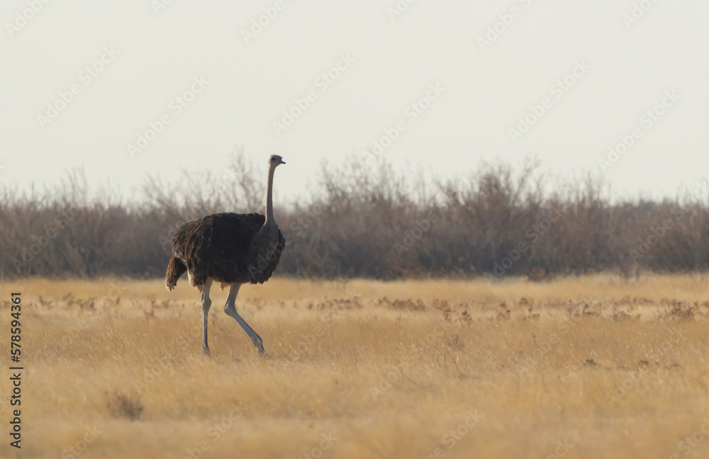 Naklejka premium Ostrich bird. wildlife animal in forest field in safari conservative national park in Namibia, South Africa. Natural landscape background.