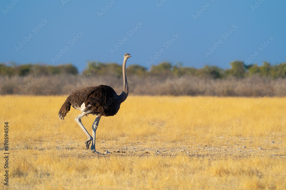 Naklejka premium Ostrich bird. wildlife animal in forest field in safari conservative national park in Namibia, South Africa. Natural landscape background.