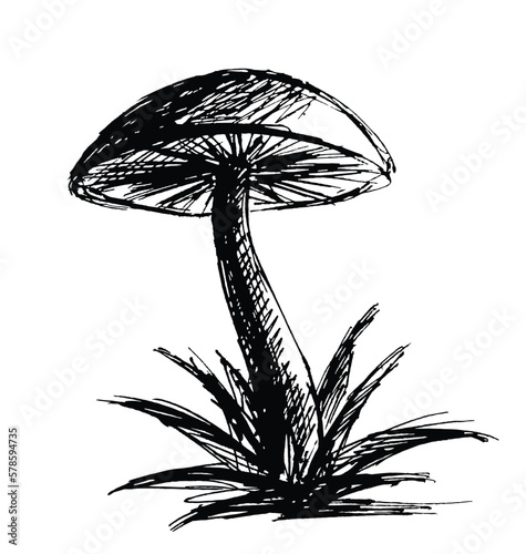 The sketch of a forest mushroom with ink.

