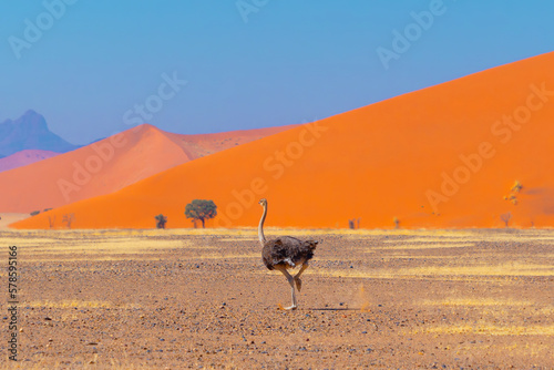 Ostrich bird. wildlife animal in forest field in safari conservative national park in Namibia, South Africa. Natural landscape background. © tampatra