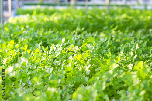 Fototapeta Naklejka Na Ścianę i Meble -  Fresh celery (Apium graveolens or  Khuen-chai ) with hydroponic system planting in greenhouse vegetable farm background