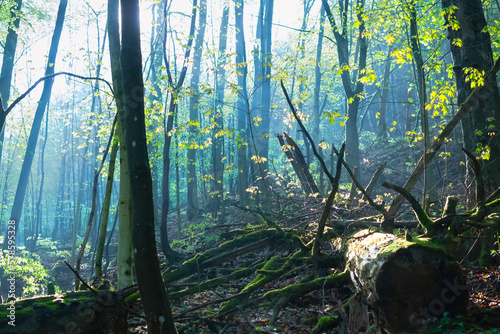 Fototapeta Naklejka Na Ścianę i Meble -  Misty morning in te forest.