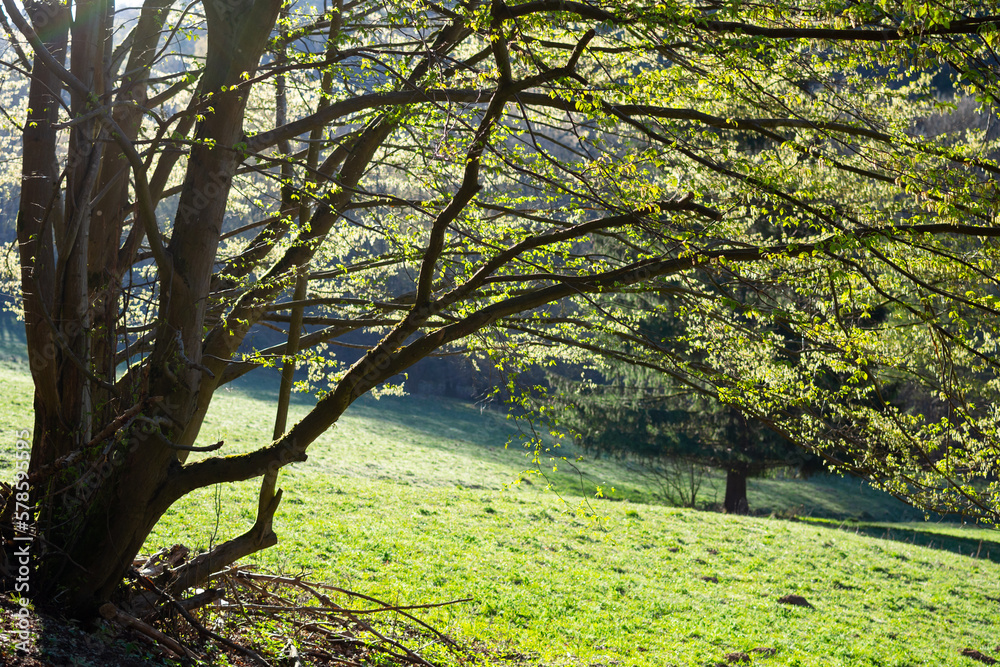 Fototapeta premium Spring in the meadow