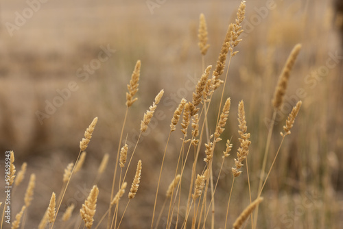 Wheat