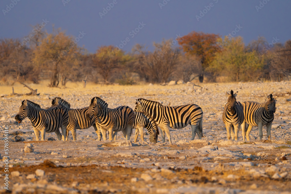 Naklejka premium Zebra. Wildlife animal in forest field in safari conservative national park in Namibia, South Africa. Natural landscape background.