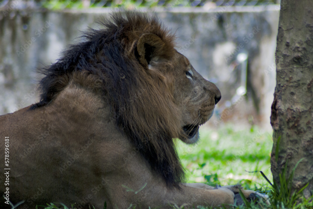 Obraz premium male lion in the wild