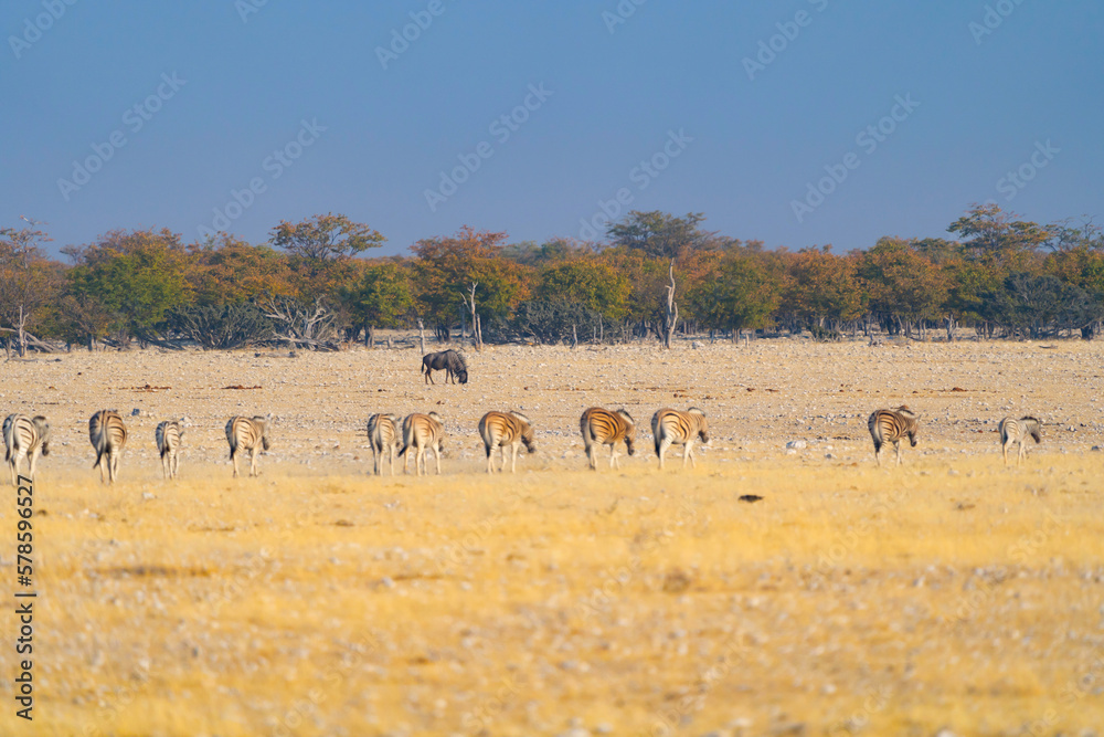 Zebra. Wildlife animal in forest field in safari conservative national park in Namibia, South Africa. Natural landscape background. Zebra. Wildlife animal in forest field in safari conservative national park in Namibia, South Africa. Natural landscape background.